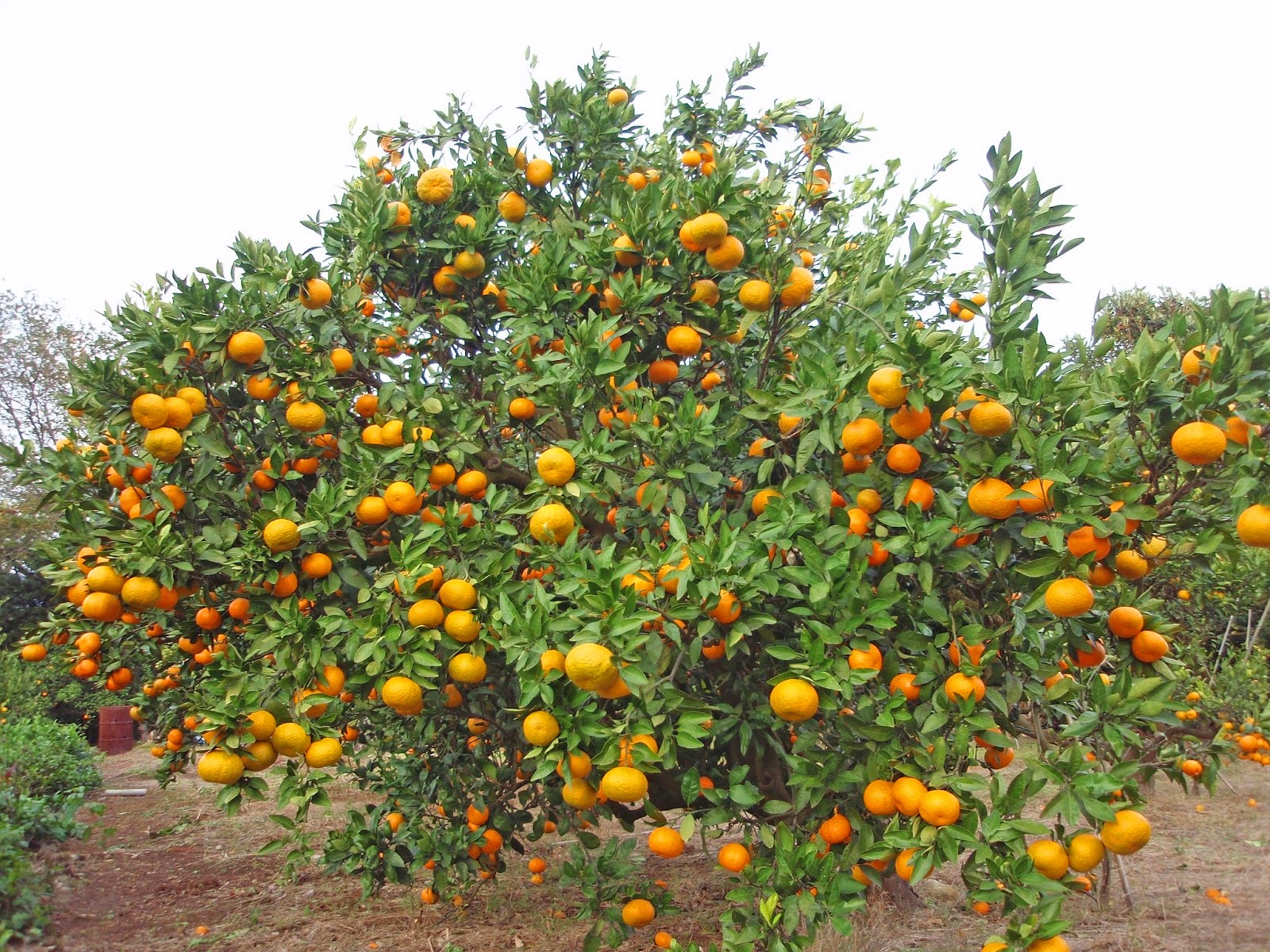  pohon jeruk Tani Sejahtera