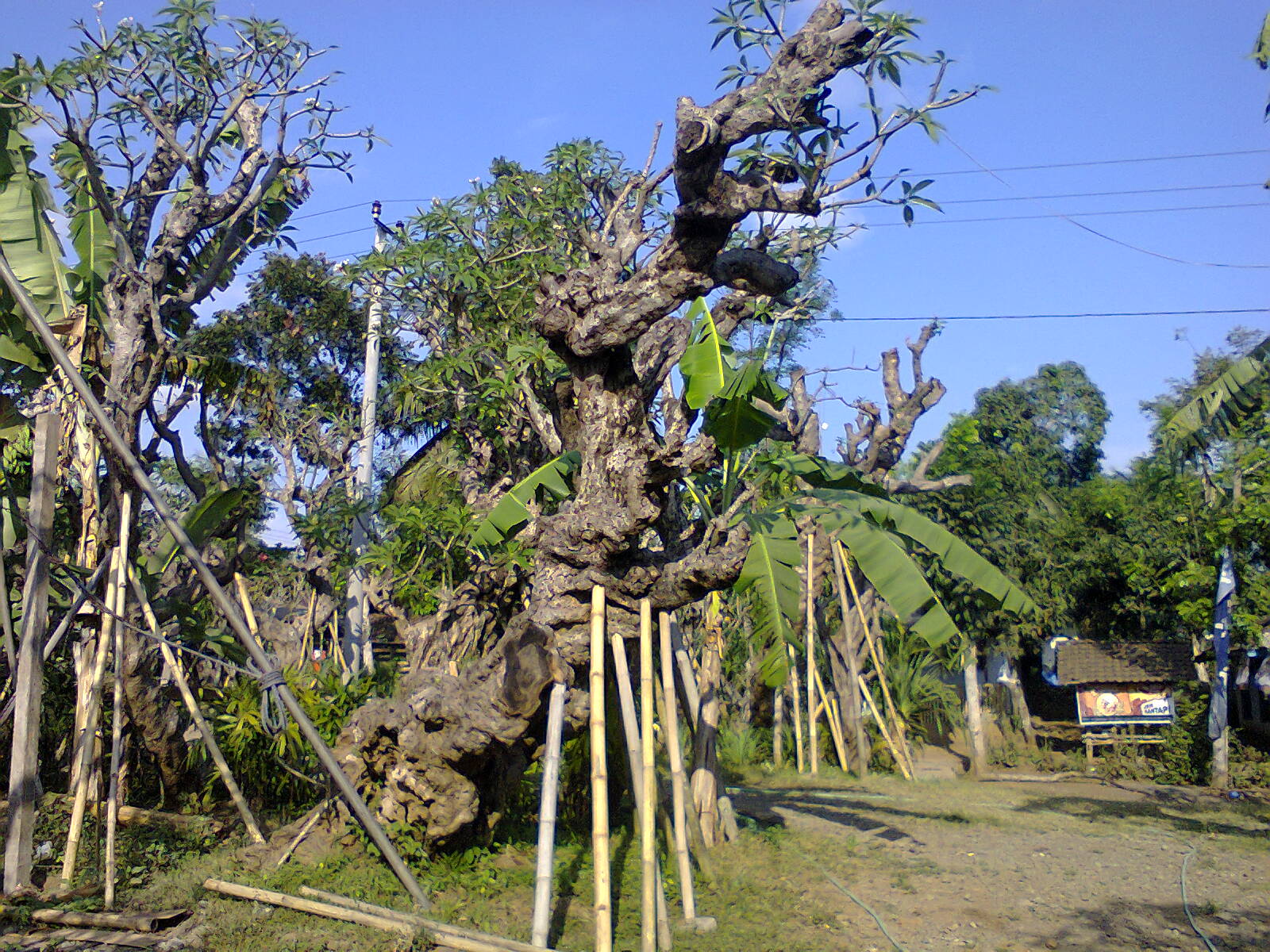 pohon kamboja banten Tani Sejahtera
