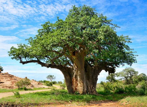 jual pohon baobab Depok